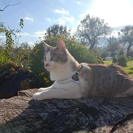 Grimani Διαμέρισμα *