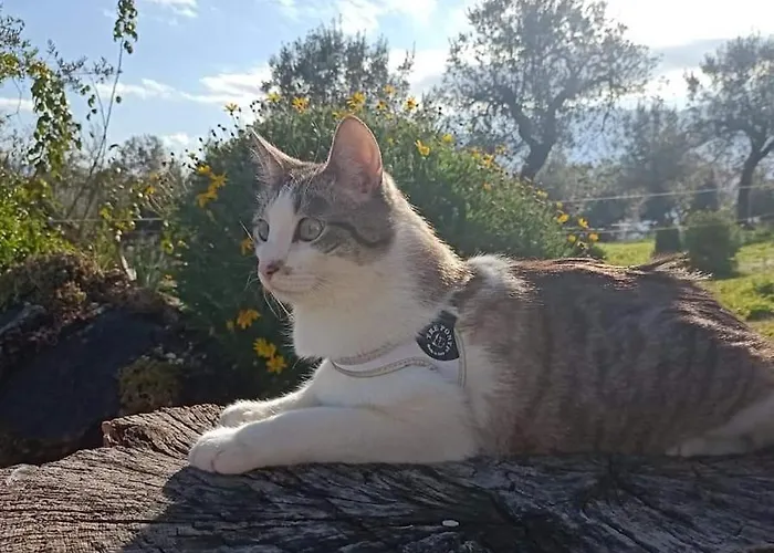 Grimani Apartamento *